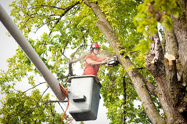 Dexter, NM Tree Care Company