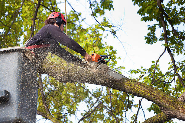 Pest Control for Lawns in Dexter, NM