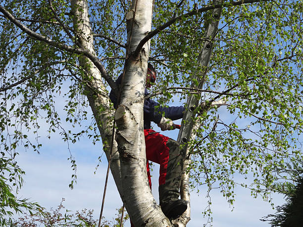 How Our Tree Care Process Works  in  Dexter, NM